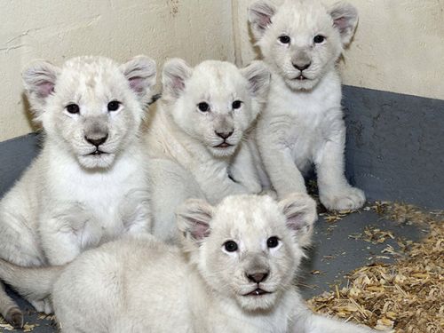 В &quot;Тайгане&quot; родилось четыре белых львенка