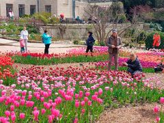 Парад тюльпанов в Никитском саду стартовал