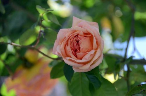 В Никистком саду можно увидеть 459 сортов роз